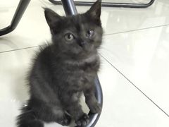 -鼓捣猫呢主题猫咖店