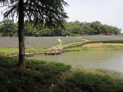 -大塘金香草谷