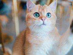 -飞行喵MR PILOT|猫舍·猫咖(静安大融城店)