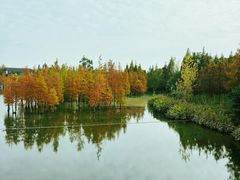 -白鹭湾湿地公园