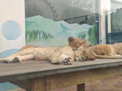 -大连森林动物园