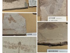 -广东省博物馆