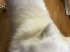 -精灵岛宠物生活馆(洪泽花园店)