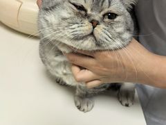 -谐和益家动物医院·免疫绝育·血液透析·宠保定点医院(高新伊藤分院)