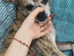 -佳雯宠物医院·皮肤科·内外科(春晓路分院)