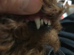 -瑞派·关忠动物医院·异宠专科·犬猫肿瘤·皮肤专科(望京店)