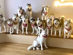 -Husky Go! 哈士奇体验馆·宠物咖啡厅狗咖