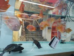 -米卢宠物公园(广华居店)