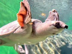 -上海海洋水族馆