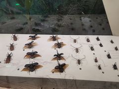 -武汉园博园(武汉自然博物馆)