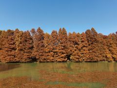 -上海海湾国家森林公园