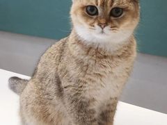 -飞行喵MR PILOT|猫舍·猫咖(静安大融城店)