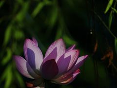 -陶然亭公园