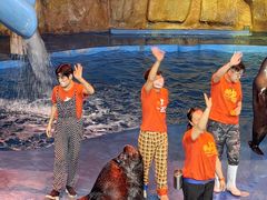 -烟台海昌鲸鲨海洋公园