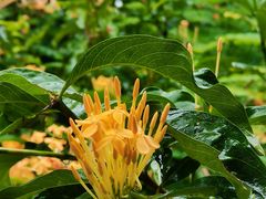 -中国科学院西双版纳热带植物园