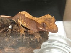 -酷以爬仙阁实体爬宠店·守宫·蜥蜴·专业繁育