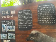 -鸡鸣汤包(红山动物园店)