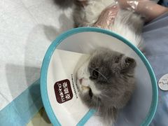 -四月宠物医院·猫专科·心脏专科·内科(转塘店)
