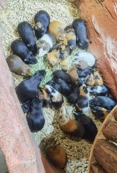 -Zoolung Zoolung动物主题公园(海信广场店)