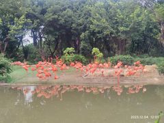 -广州长隆飞鸟乐园
