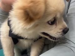 -爱佳宠物中心医院24H·CT·骨外科·猫专科(瑶海万达店)
