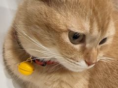 -瑞派福兴宠物医院犬猫全科·骨科·中西医结合(河东店)