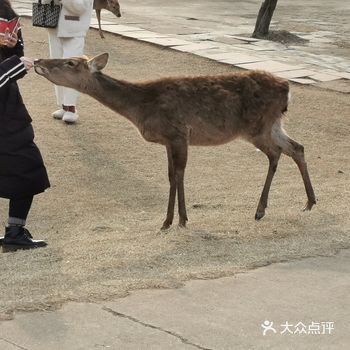 地址 德阳动物园坐落在钟鼓楼下，乘坐14路可以到达门