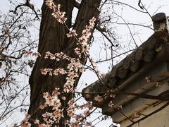 -桃花堤公园