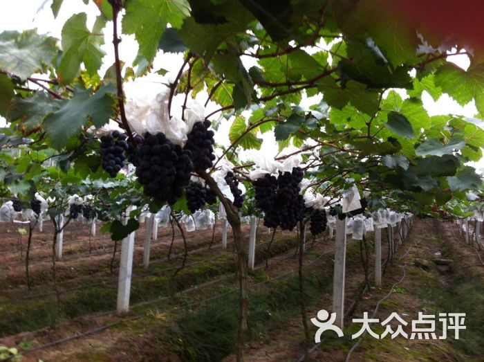 向葡萄庄园图片 - 第52张