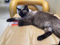 -藏猫猫咖啡主题馆(中央大道店)