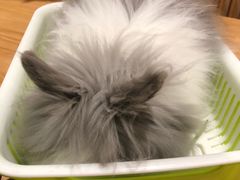 -藦茜花园宠物主题亲子互动体验馆(国顺东路店)