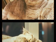 -Catmate·猫肥家润(金润铂宫店)