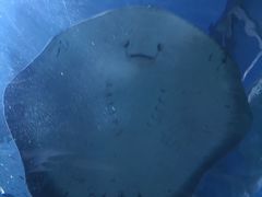 -暹罗海洋世界