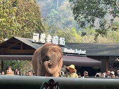 -野象谷景区