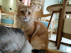 -藏猫猫咖啡主题馆(中央大道店)