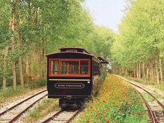 -合肥滨湖国家森林公园