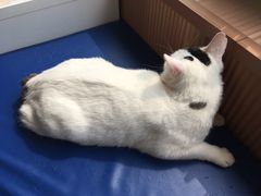 -芭比堂动物医院·犬猫全科·异宠专科(雁塔分院)