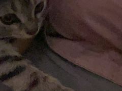 -瑞派福兴宠物医院犬猫全科·骨科·中西医结合(河东店)