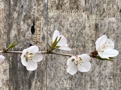 -白水寺森林公园