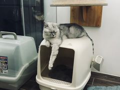 -猫大福·Fortune Cat猫舍(百子湾店)