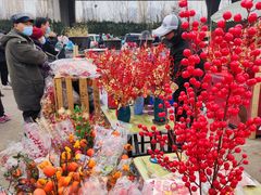 -中环花鸟鱼虫市场
