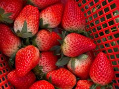 -喜杨洋草莓采摘园