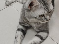 -派多格宠物·购宠(靛厂路店)