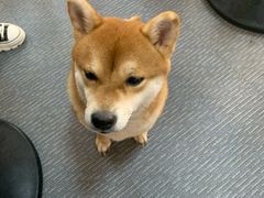 -柴源莊·柴小宠柴犬咖啡