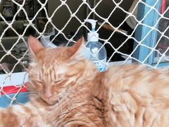 -喵屿·大理花园猫咖