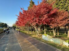 -贡湖湾湿地公园