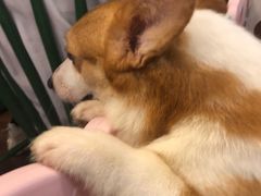 -柯斗斗主题餐厅·狗咖·围炉煮茶·茶饮(国瑞升平里店)