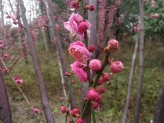 -昆山城市生态森林公园