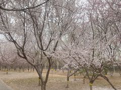 -永定河休闲森林公园