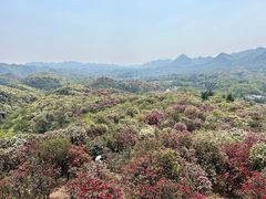 -贵州百里杜鹃风景名胜区